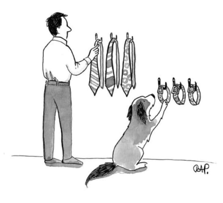 Animal comics