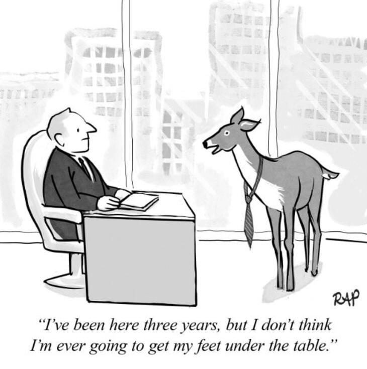Animal comics