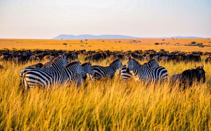 Trivia World Heritage Sites: Animals in Serengeti