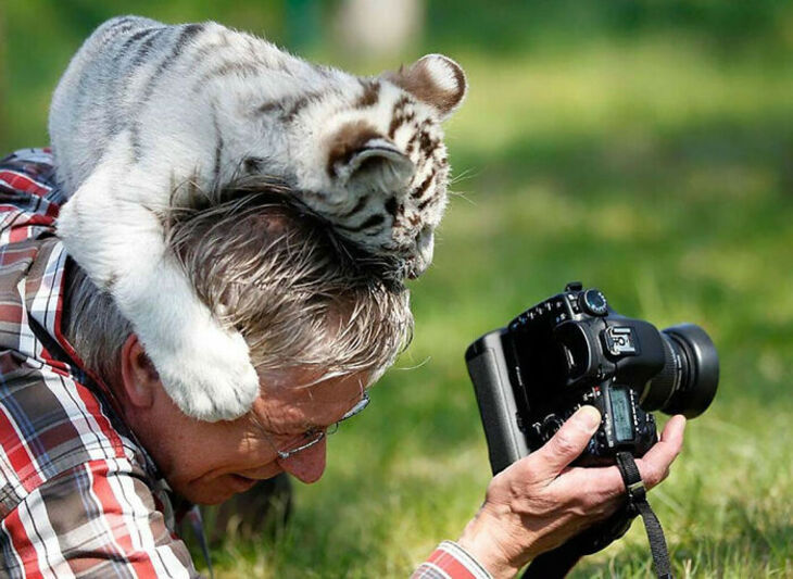 Funny Animals 