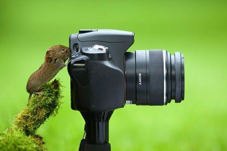 Funny Animals 