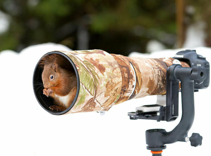 Funny Animals 