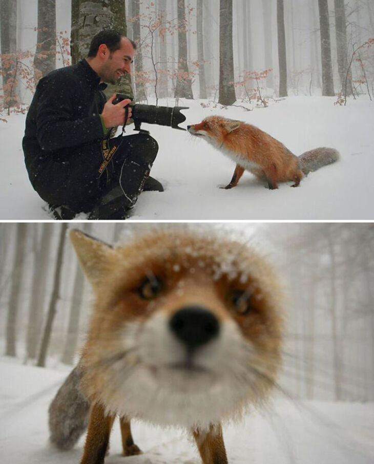 Funny Animals 