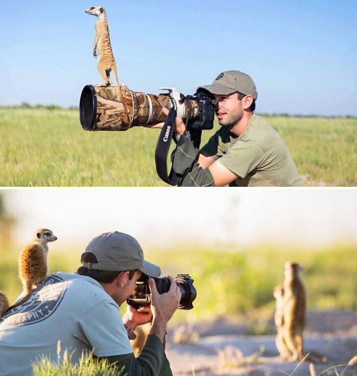 Funny Animals 