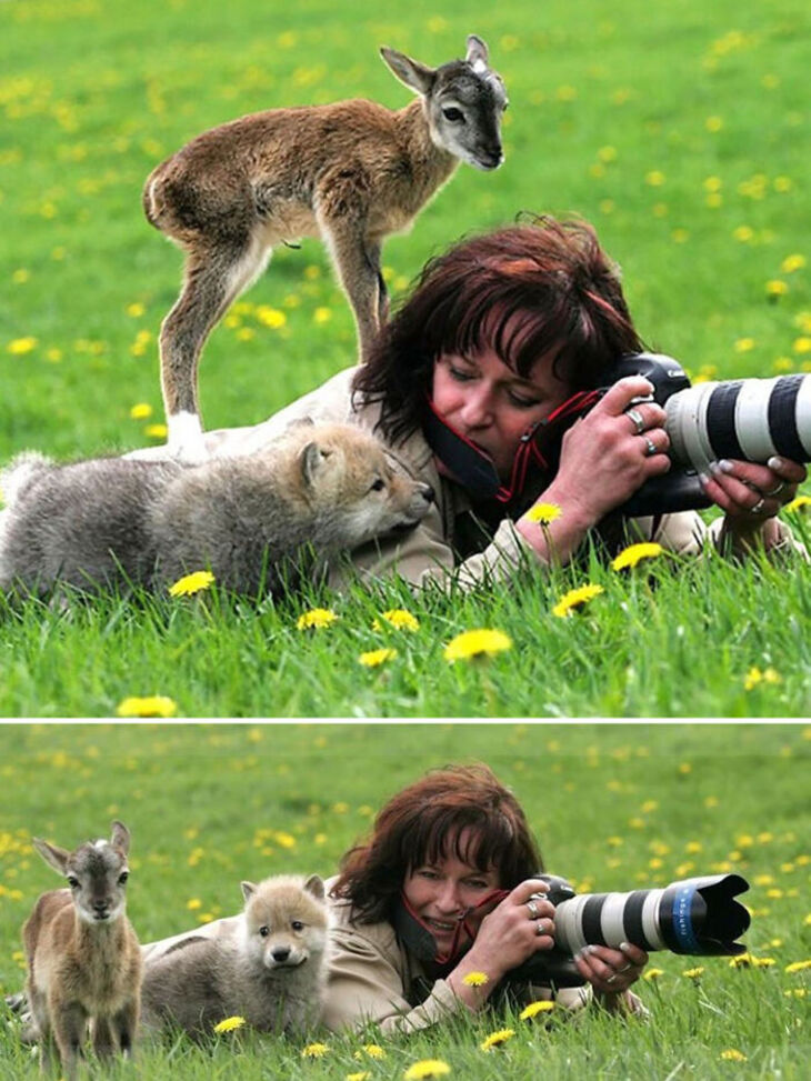 Funny Animals 