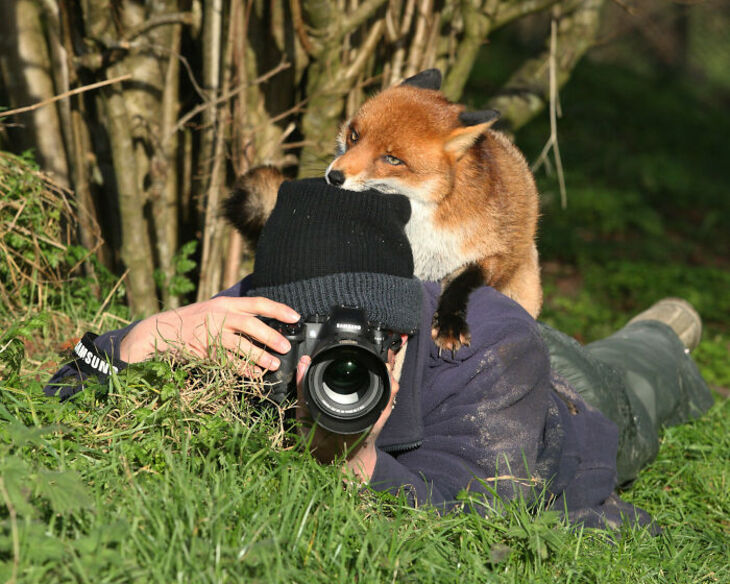 Funny Animals 