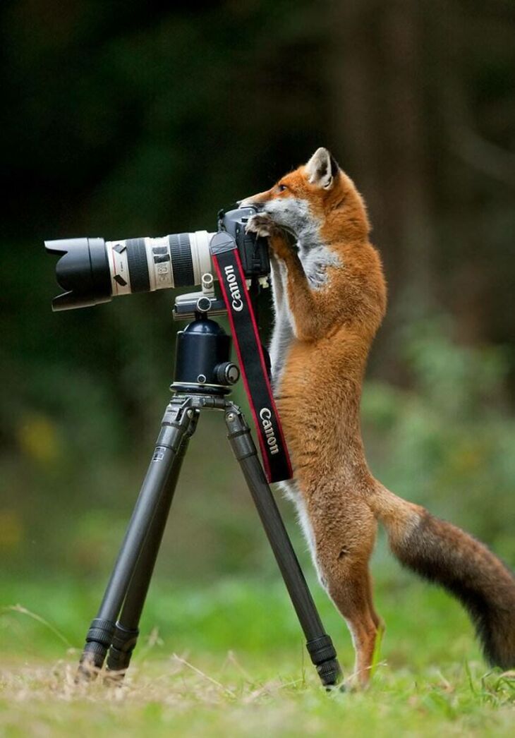 Funny Animals 