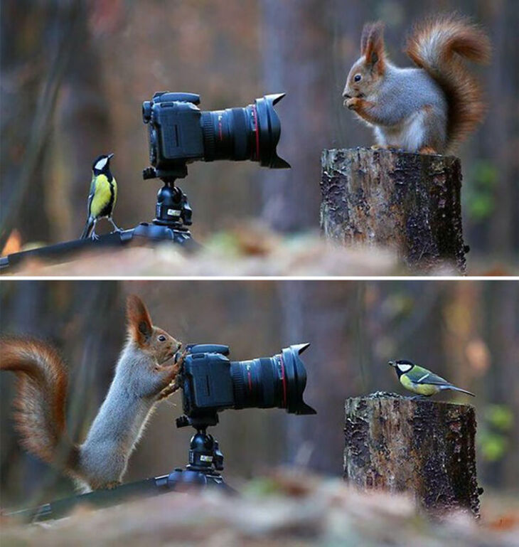 Funny Animals 