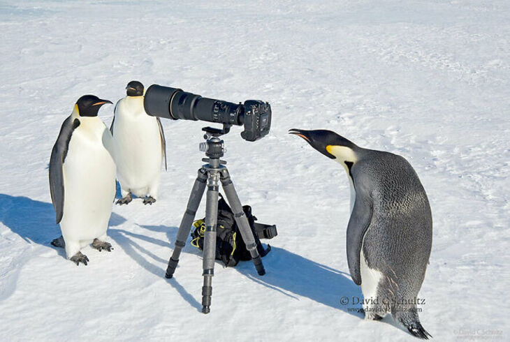 Funny Animals 