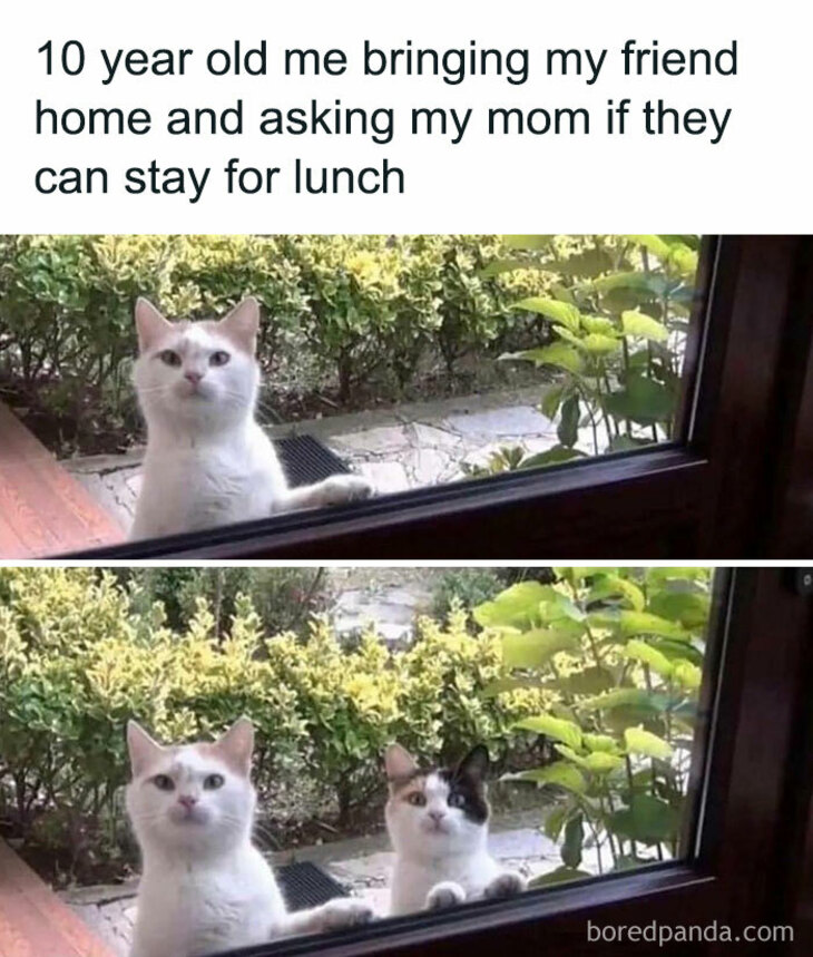 Funny Animals 