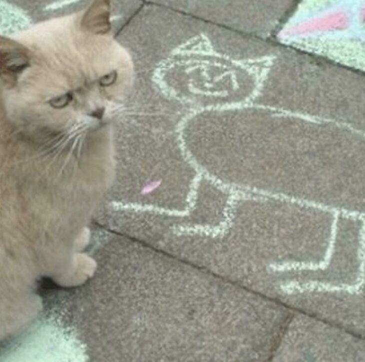 Funny Animals 