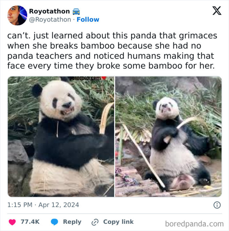 Funny Animals 