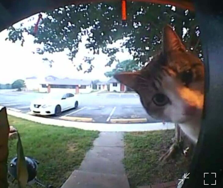 Funny Animals 