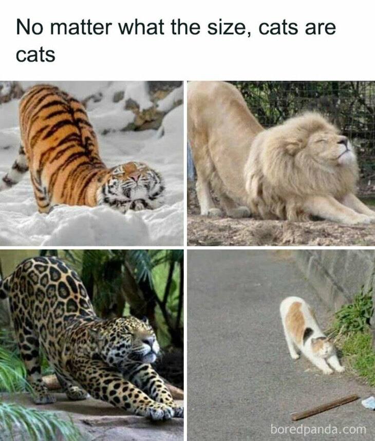 Funny Animals 
