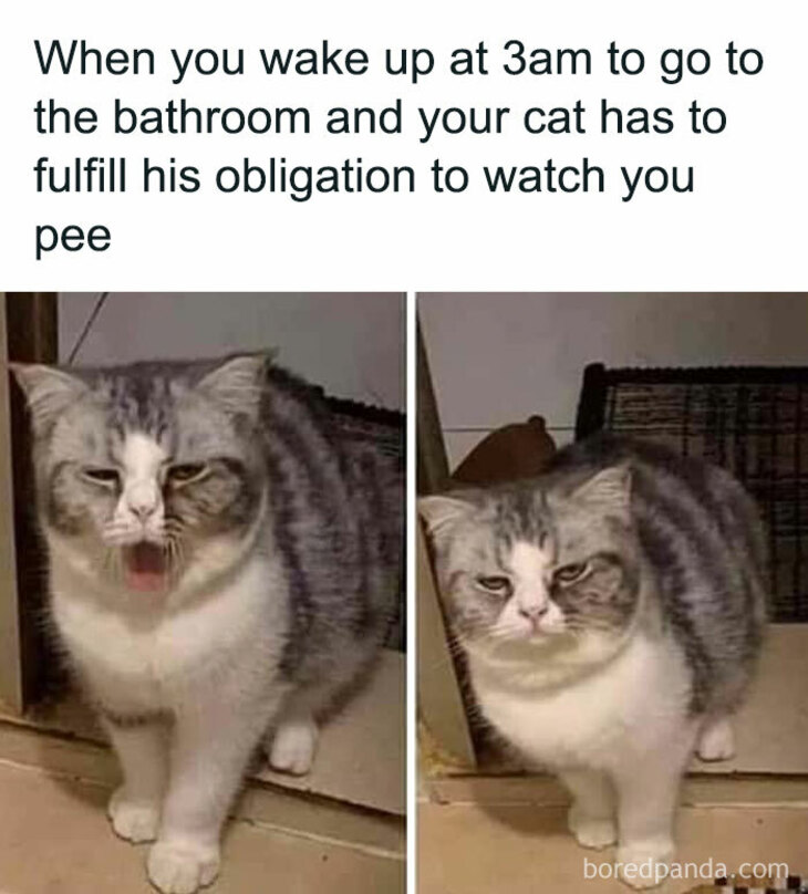Funny Animals 