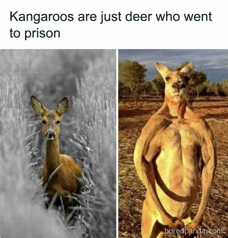 Funny Animals 