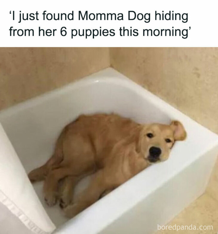 Funny Animals 