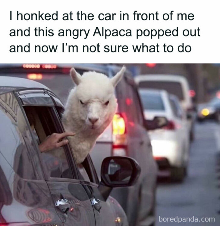 Funny Animals 