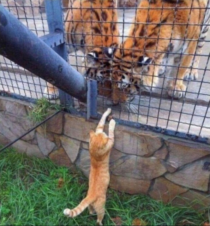 Funny Animals 