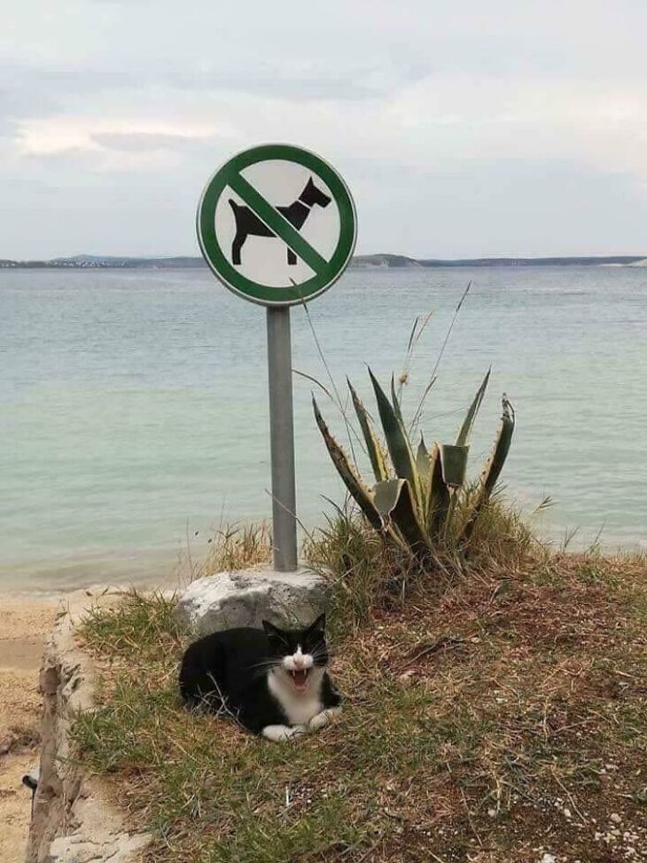 Funny Animals 