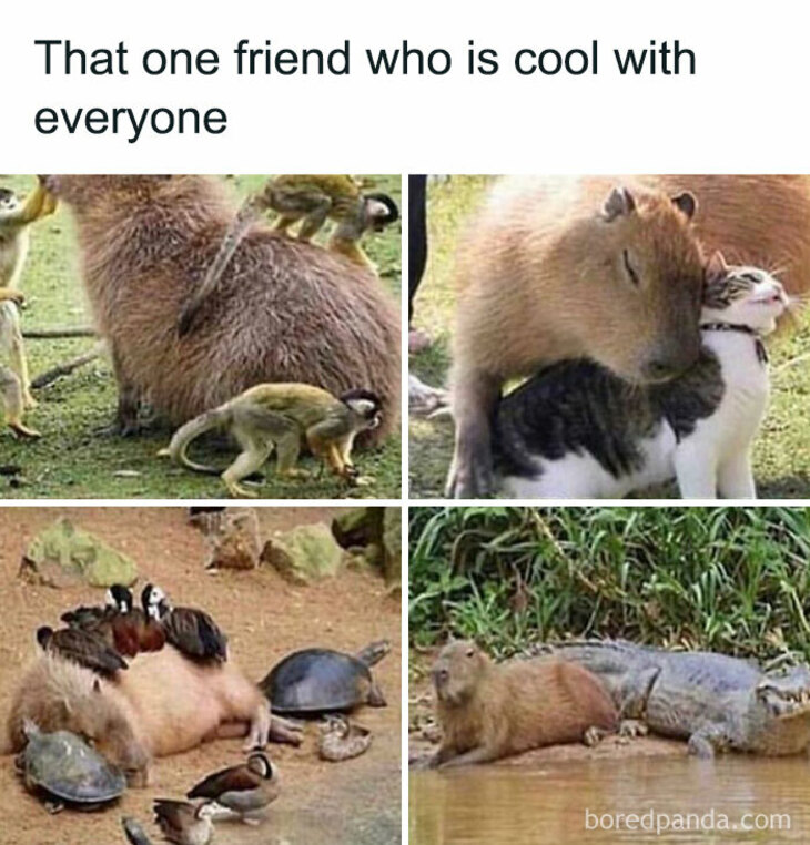 Funny Animals 