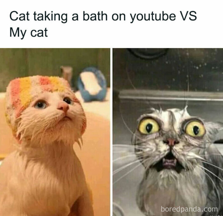 Funny Animals 