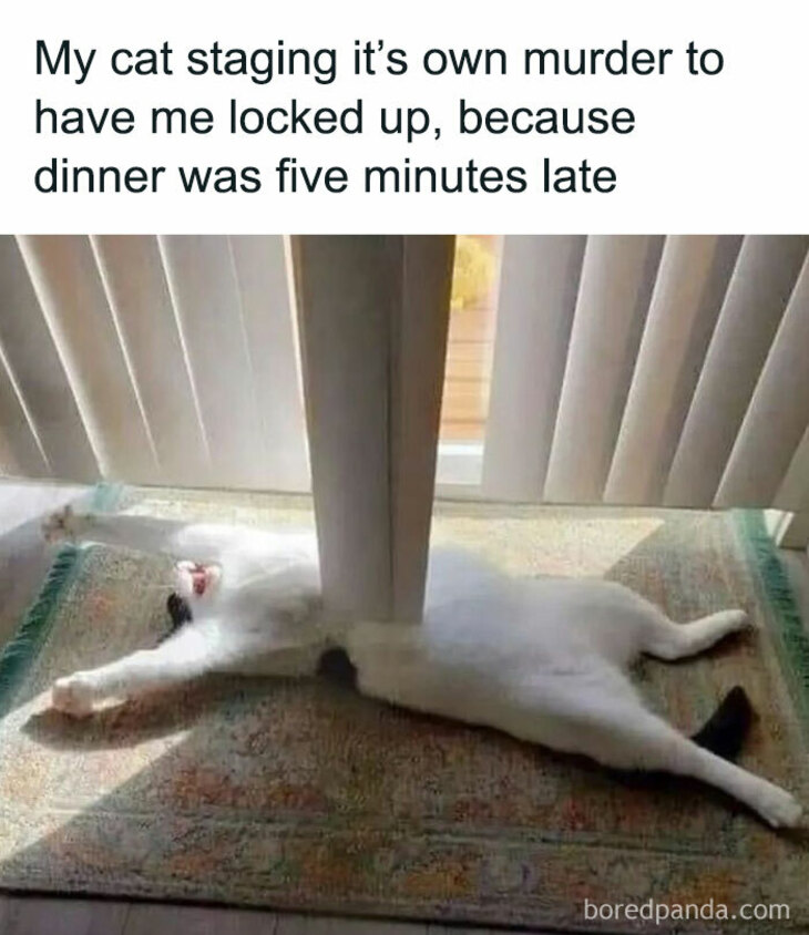 Funny Animals 