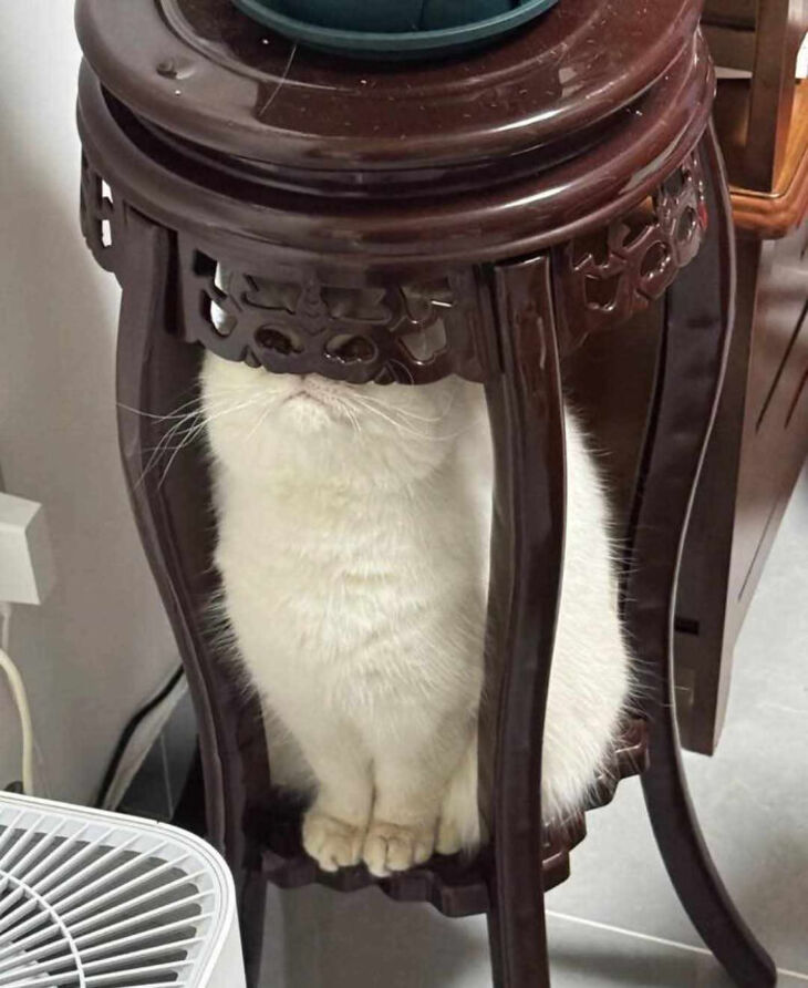 Funny Animals 