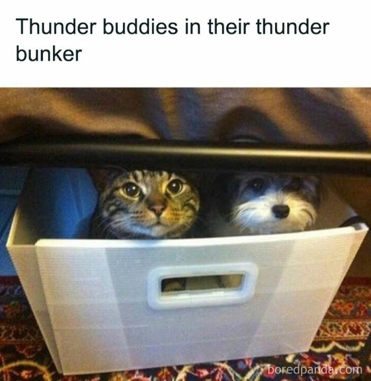 Funny Animals 