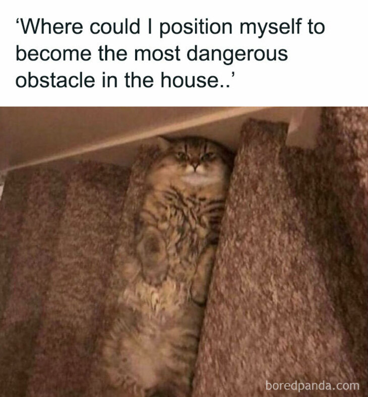 Funny Animals 