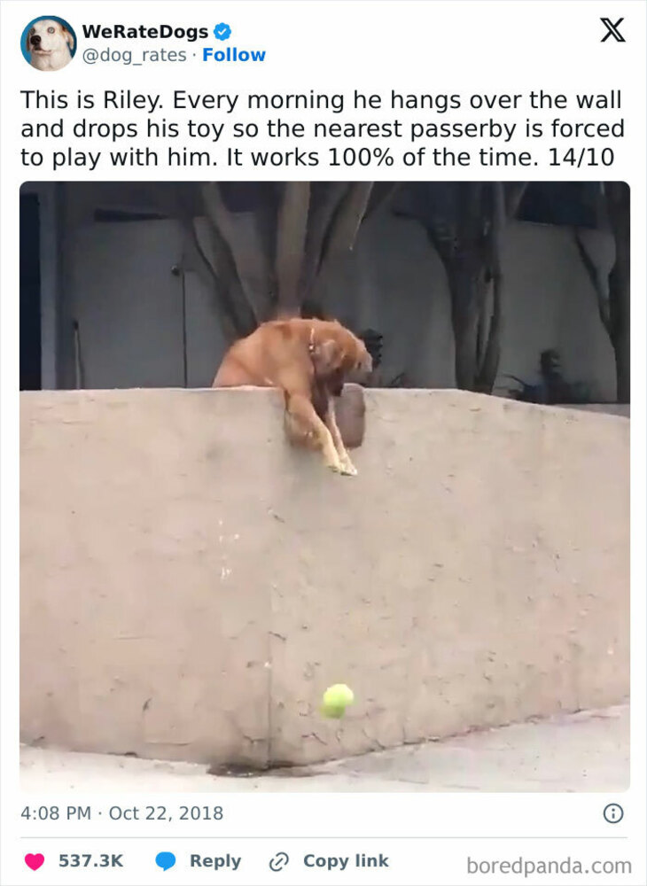 Funny Animals 