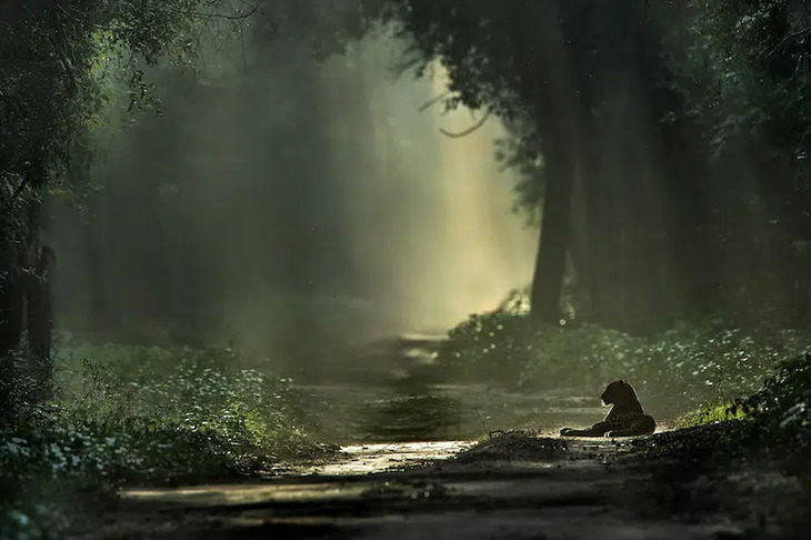 Fotografia da vida selvagem