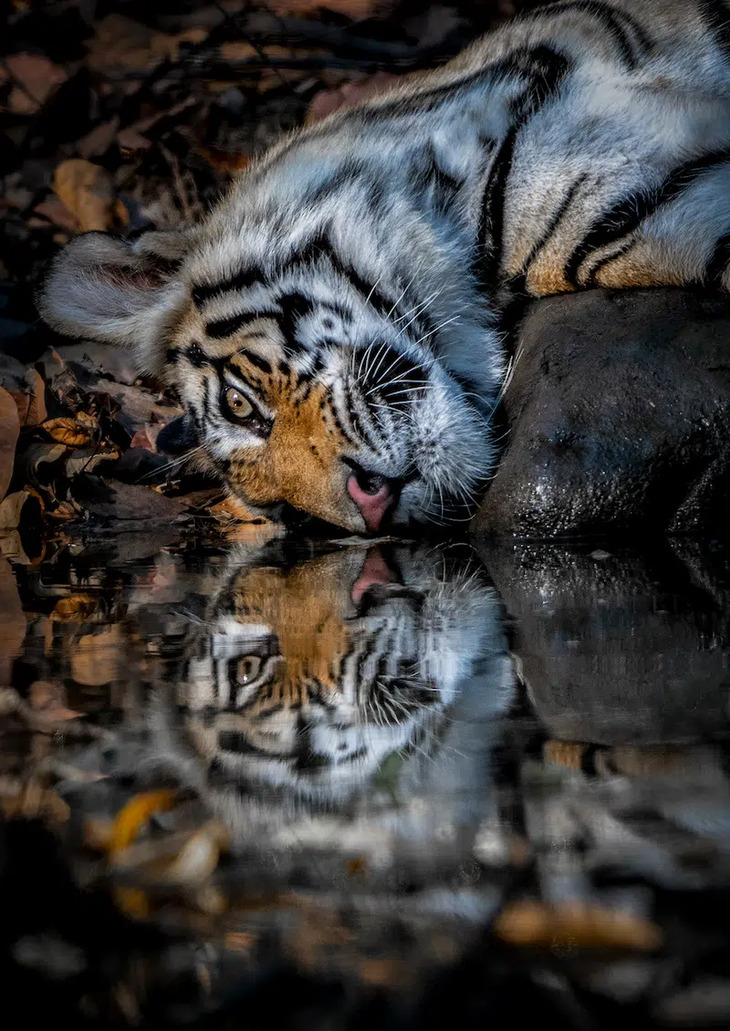 Fotografia da vida selvagem