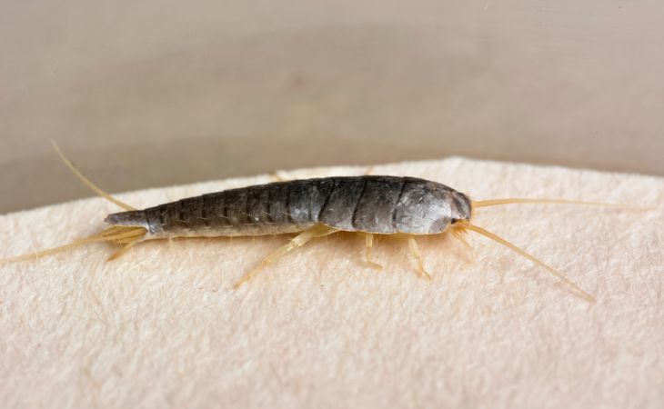 How to get rid of silverfish: the silverfish