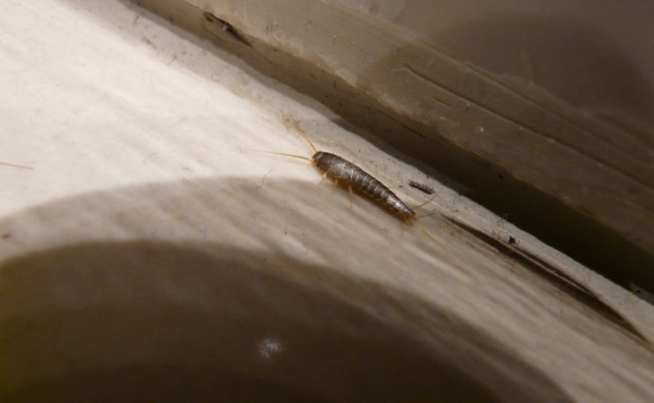 How to get rid of silverfish: silverfish