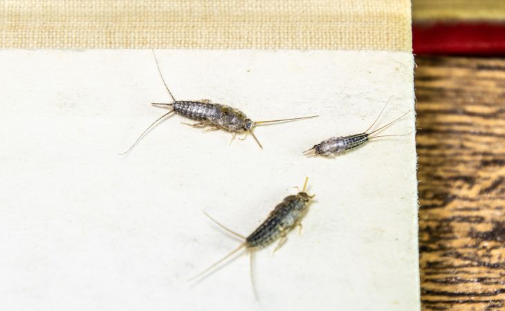 How to get rid of silverfish: silverfish