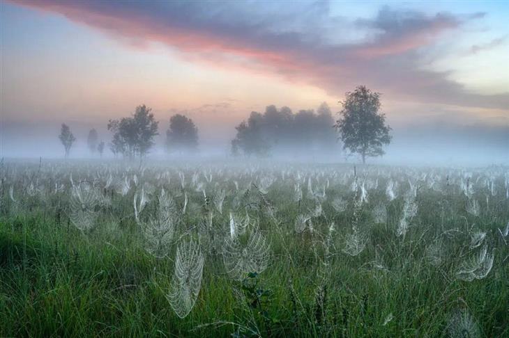 Winning photos from the GDT Nature Photographer competition for 2025: Fog in a grove