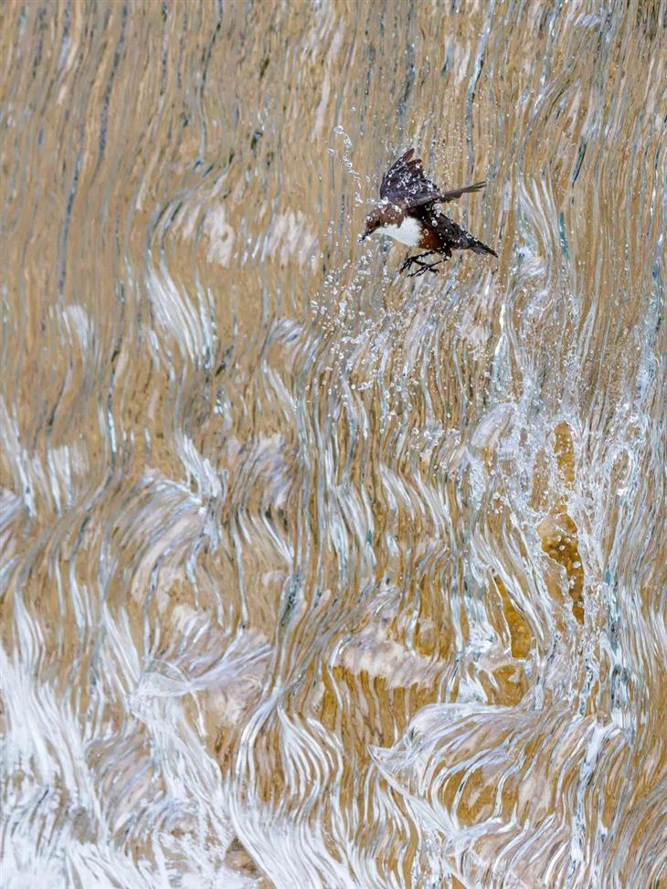 Winning photos from the GDT Nature Photographer competition for 2025: Amudai flying through a waterfall