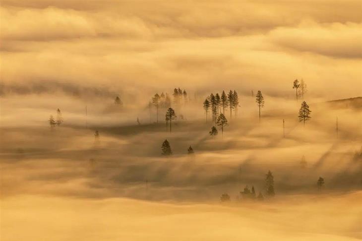Winning photos from the GDT Nature Photographer competition for 2025: Fog in a sparse forest