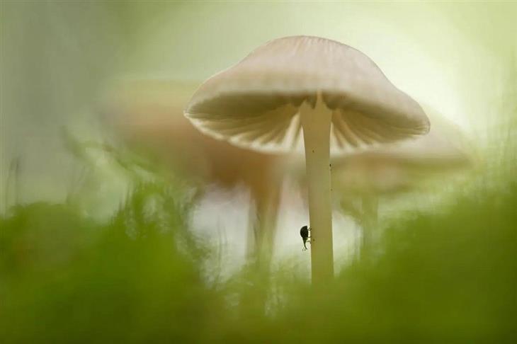 Winning photos from the GDT Nature Photographer competition for 2025: Weevil on a mushroom stem