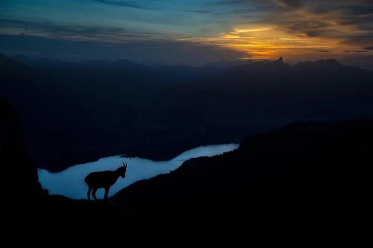 Winning photos from the GDT Nature Photographer competition for 2025: Deer at sunset on a mountain