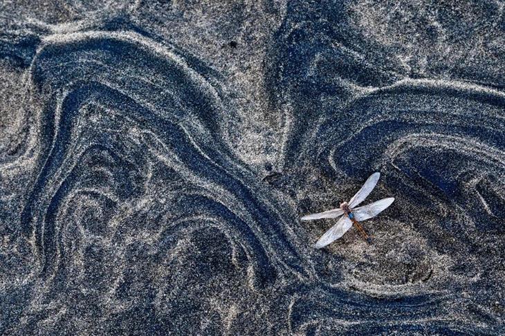 Winning photos from the GDT Nature Photographer competition for 2025: Dragonfly creating patterns in the sand