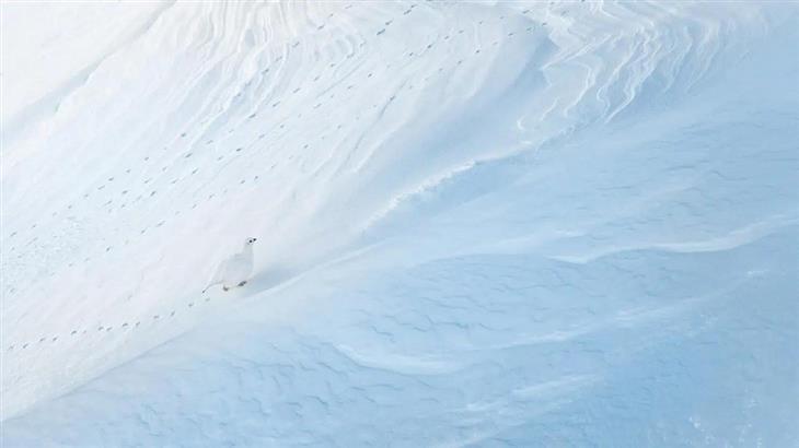 Winning photos from the GDT Nature Photographer competition for 2025: Bird leaving footprints in the snow