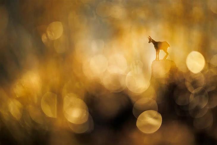 Winning photos from the GDT Nature Photographer competition for 2025: Alpine ibex on a cliff