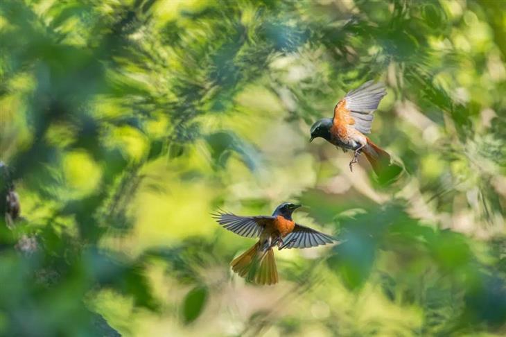 Winning photos from the GDT Nature Photographer competition for 2025: Common kingfishers flying among trees