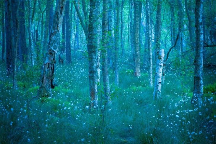 Winning photos from the GDT Nature Photographer competition for 2025: Enchanted forest