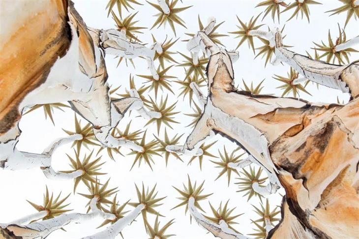 Winning photos from the GDT Nature Photographer competition for 2025: Trees with star-shaped canopies
