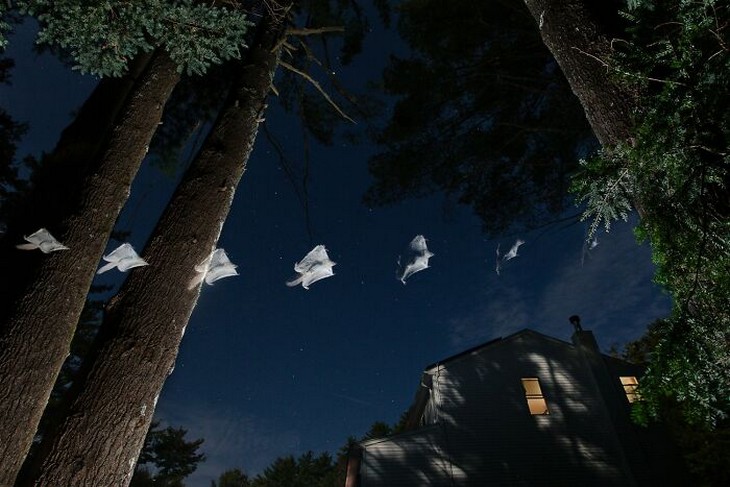 Photos from the 1839 Awards photography competition: Flying squirrel at night