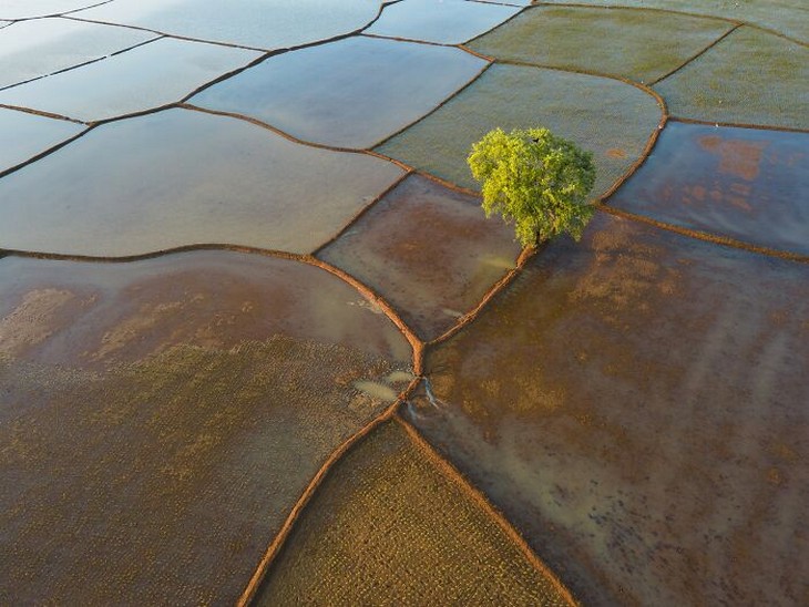 Photos from the 1839 Awards photography competition: Lone tree in rice fields
