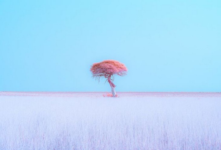 Photos from the 1839 Awards photography competition: Pink tree in a pastel-colored field